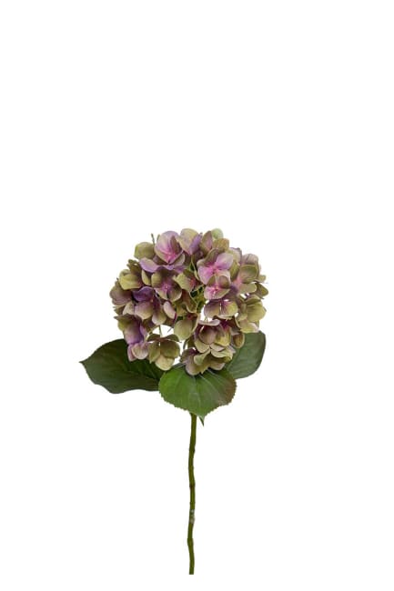 Hortensia