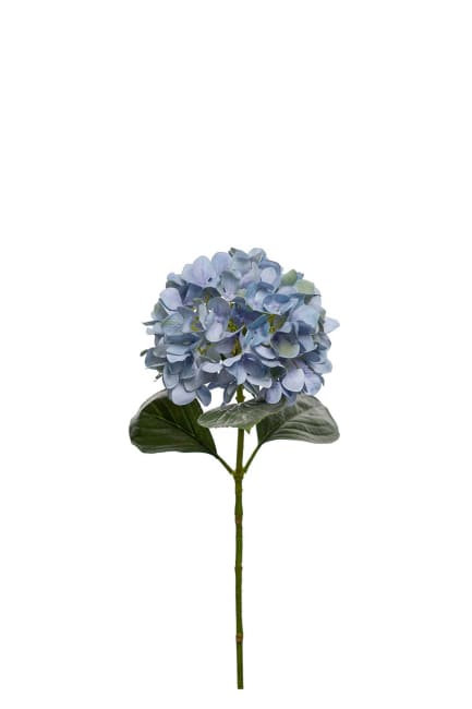 Hortensia