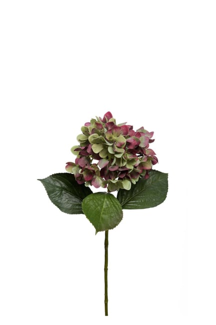 Hortensia