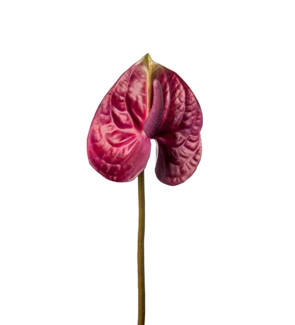 Anthurium