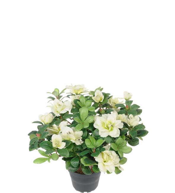 Azalea