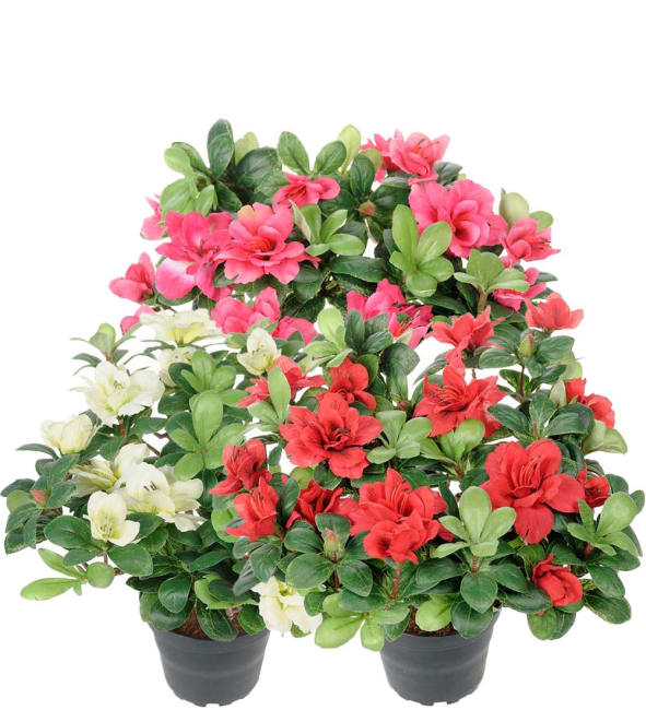 Azalea mix