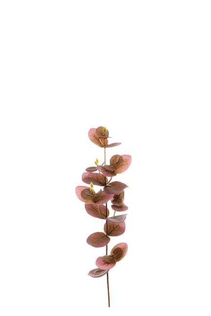 Eucalyptus