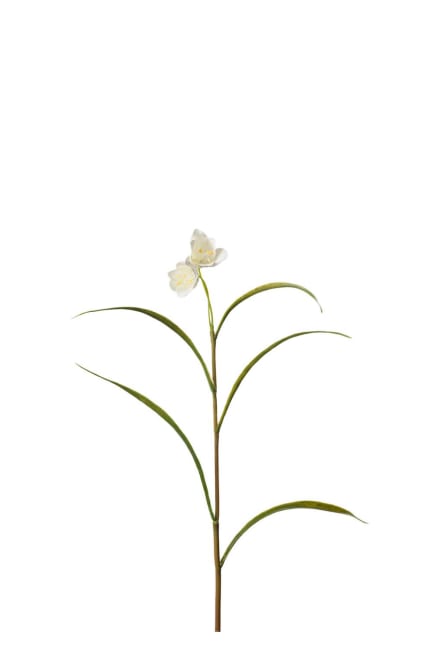 Frittilaria