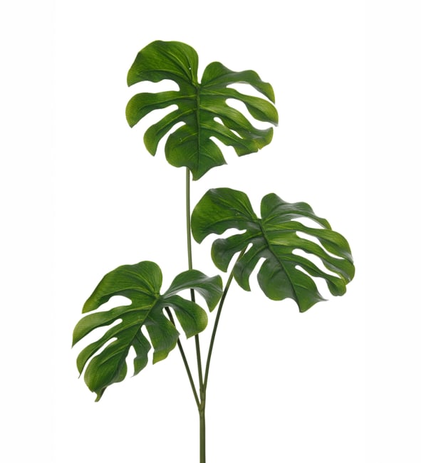 Monstera blad