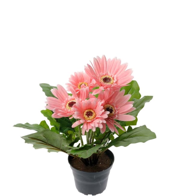 Gerbera