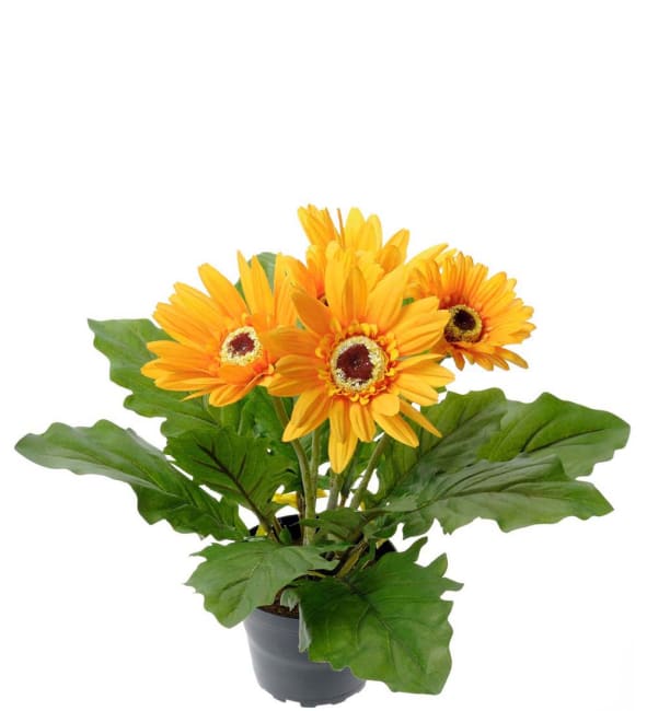 Gerbera