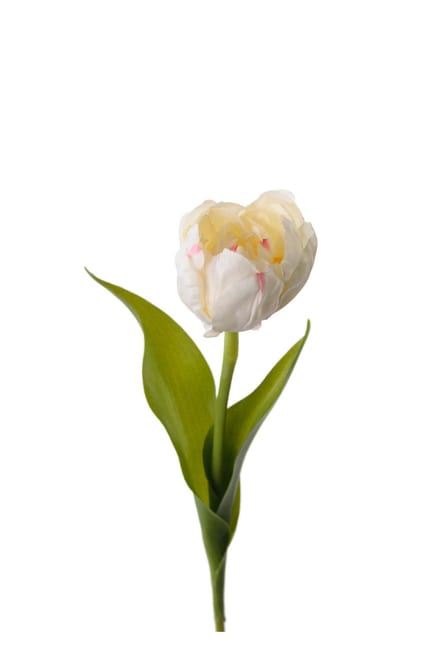 Tulipan
