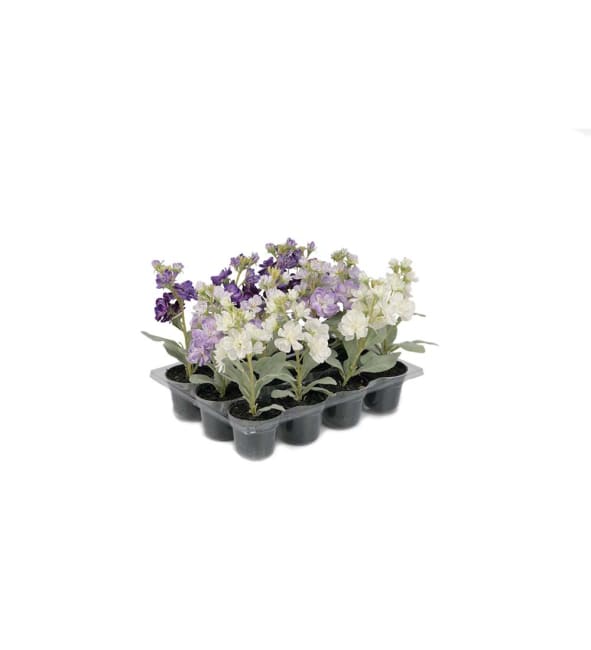 Lövkoja mix
