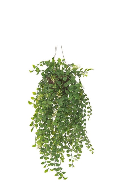 Pilea