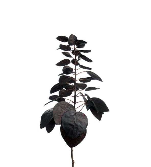 Cotinus