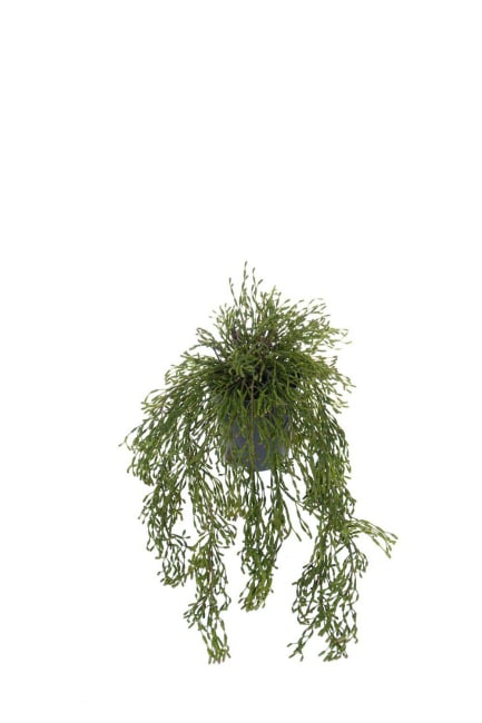 Rhipsalis