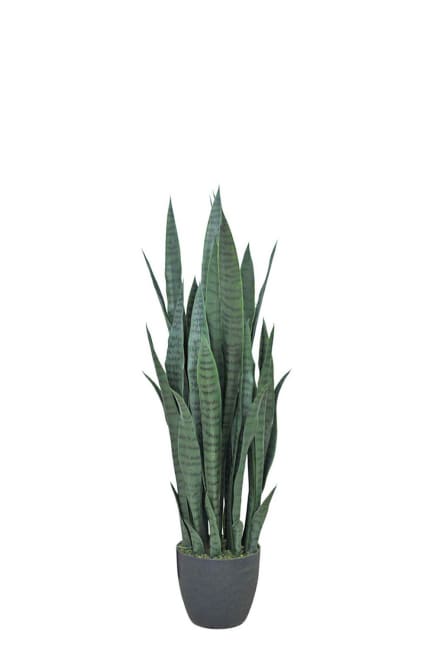 Sansiveria