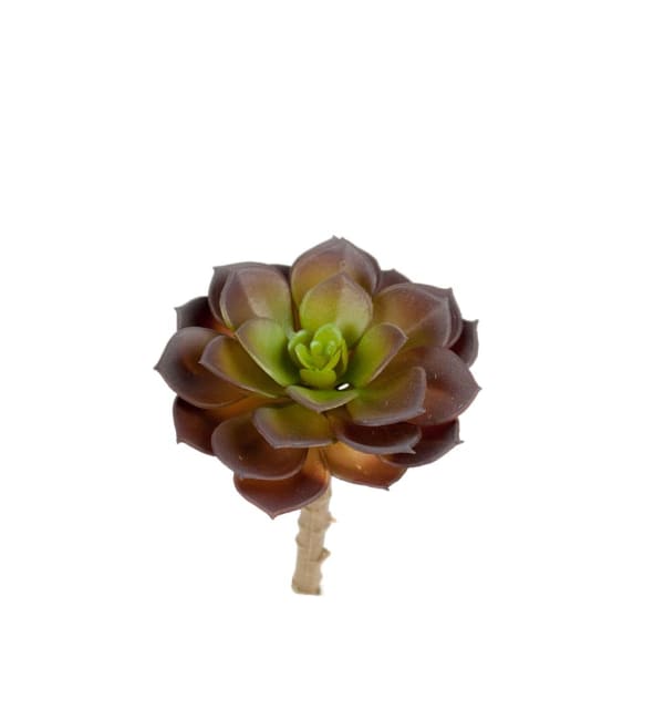 Succulent