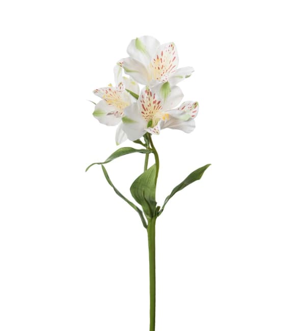 Alstromeria