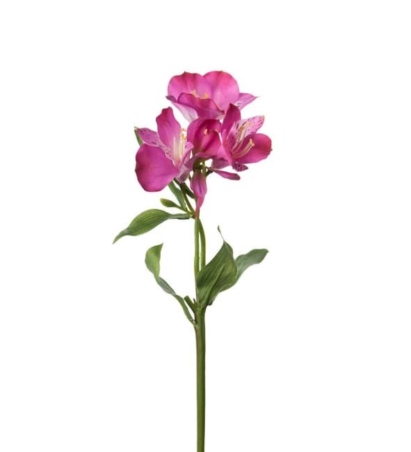 Alstromeria