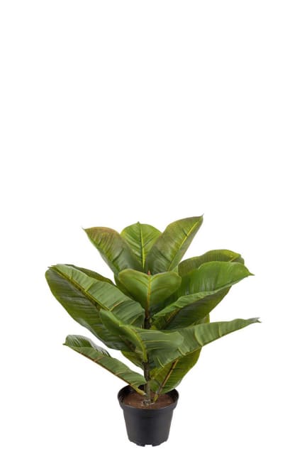 Fikus Robusta