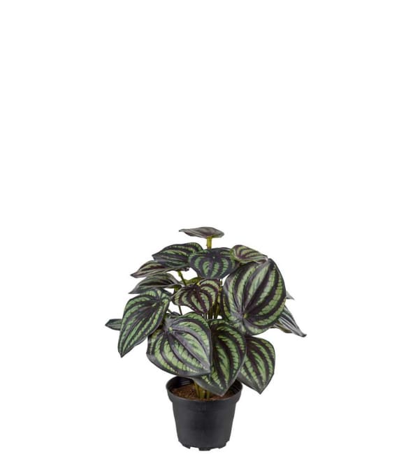 Peperomia