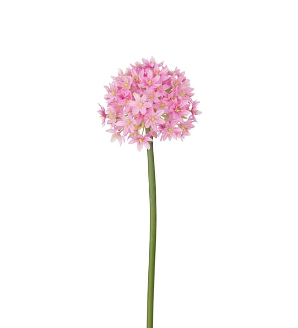 Allium
