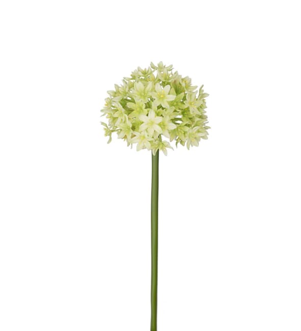 Allium