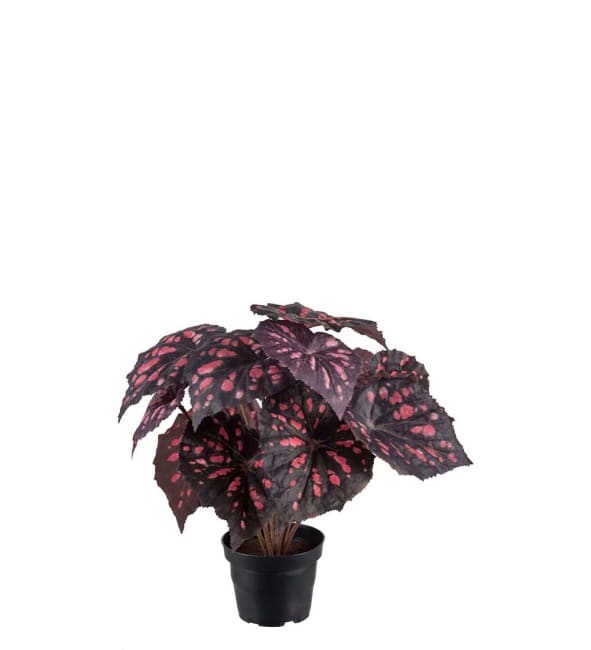 Rexbegonia