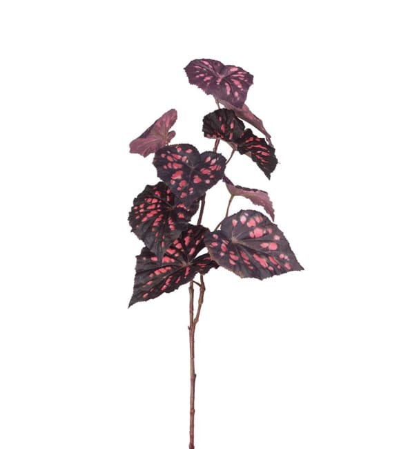 Rexbegonia