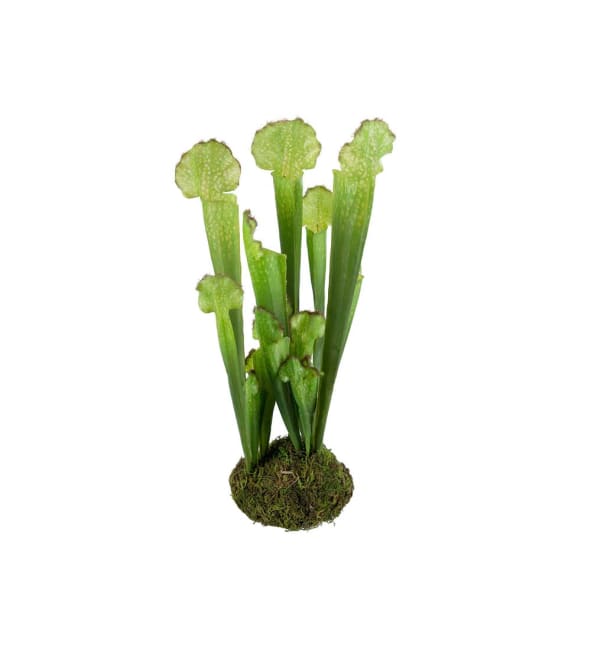 Flugtrumpet