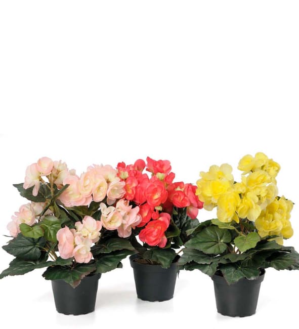 Begonia mix