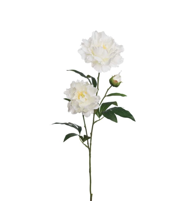 Pion
