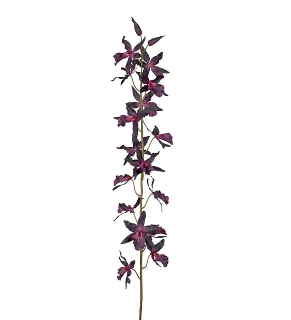 Oncidium