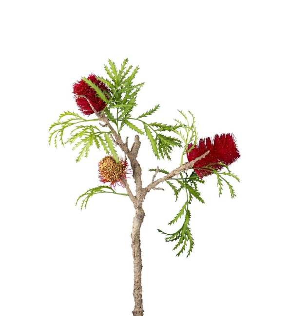 Banksia