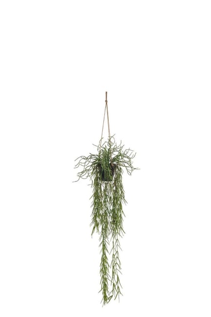 Rhipsalis