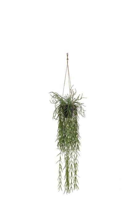 Rhipsalis