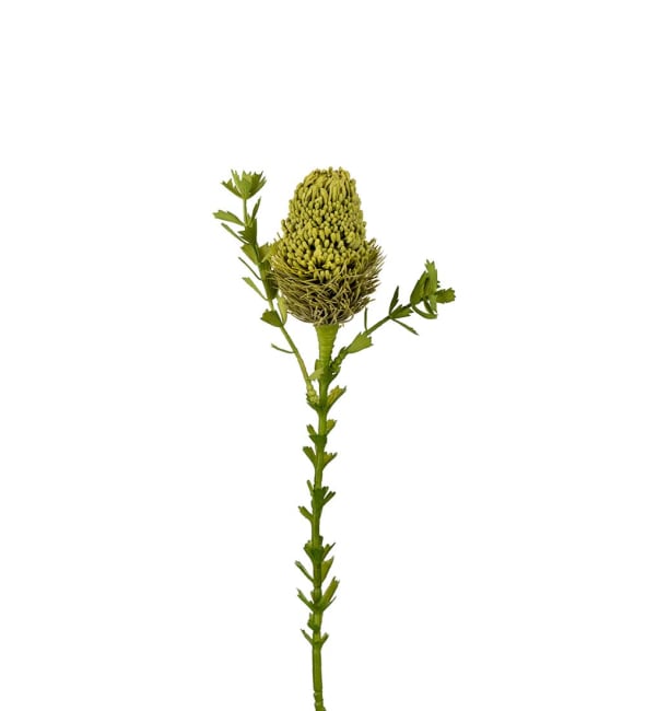 Banksia