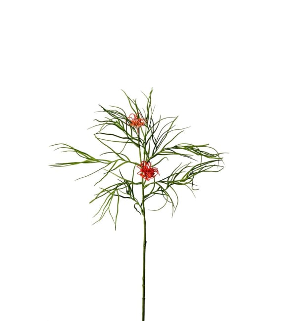 Grevillea