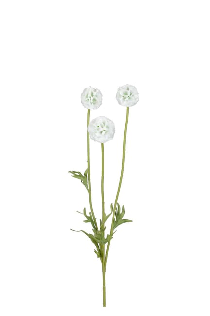 Scabiosa
