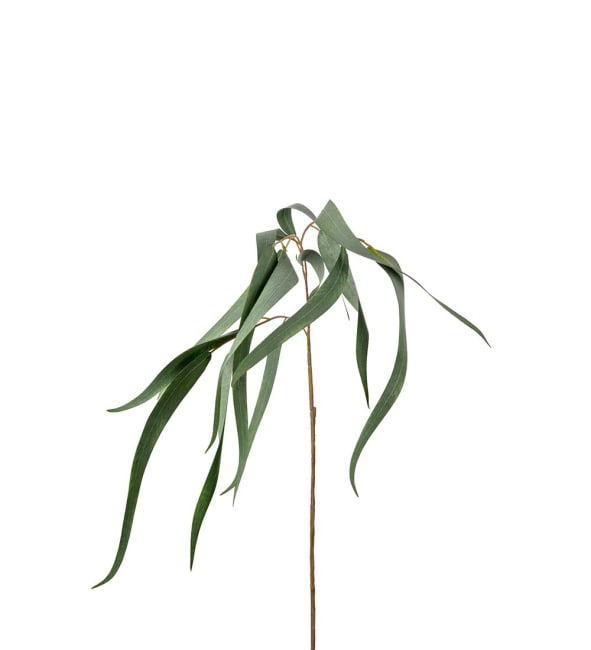 Eucalyptus