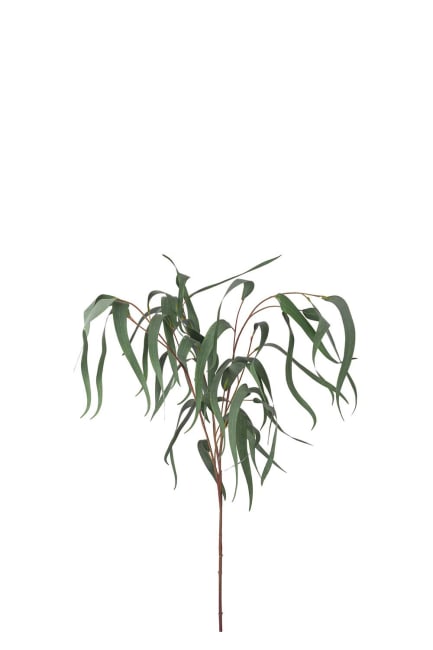 Eucalyptus