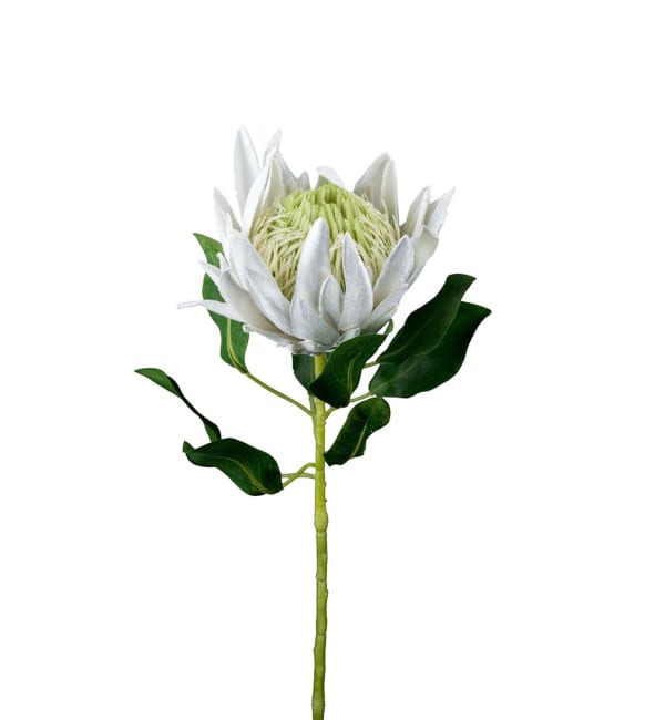 Protea
