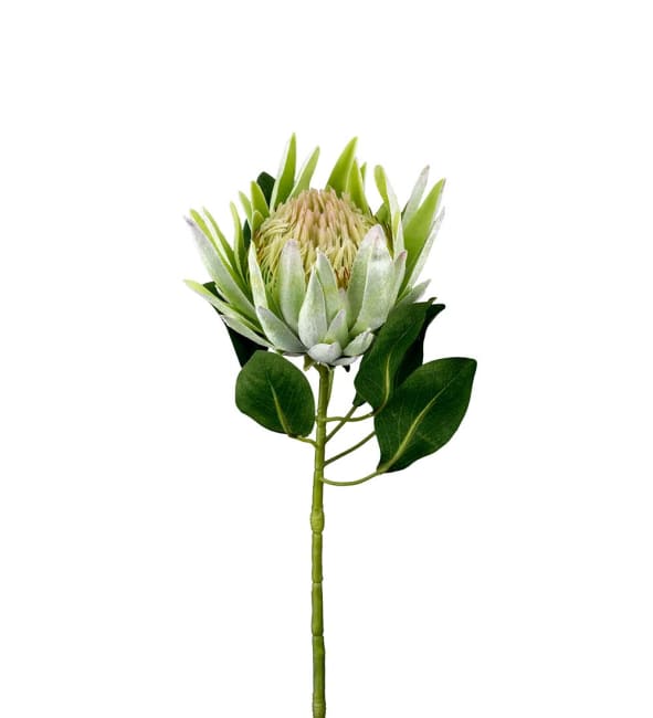 Protea