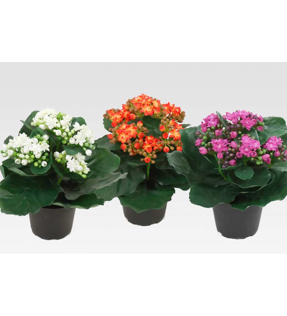 Kalanchoe mix