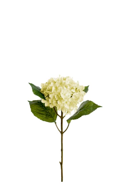 Hortensia