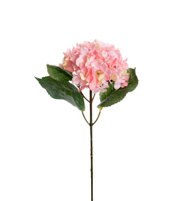 Hortensia