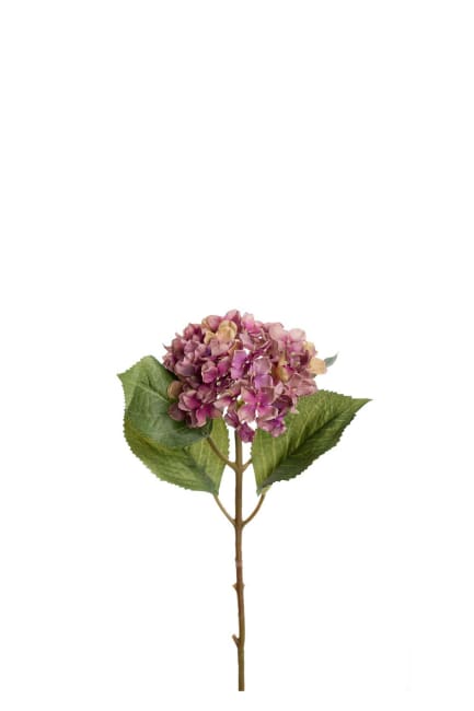 Hortensia