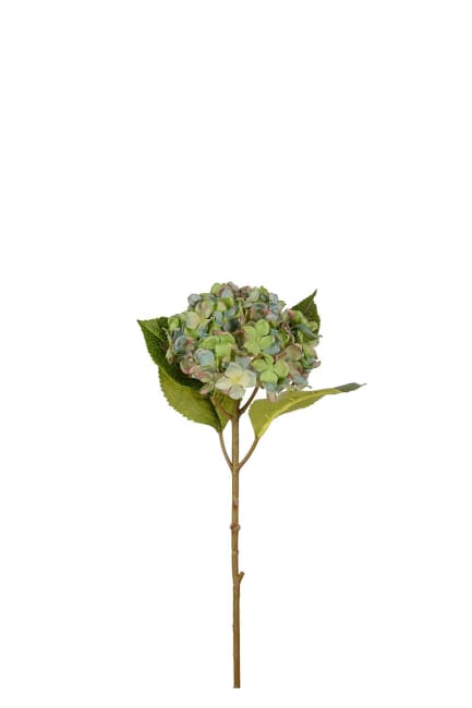 Hortensia