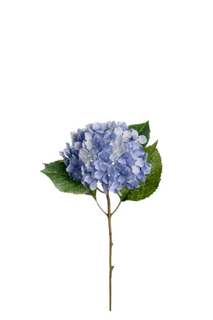Hortensia