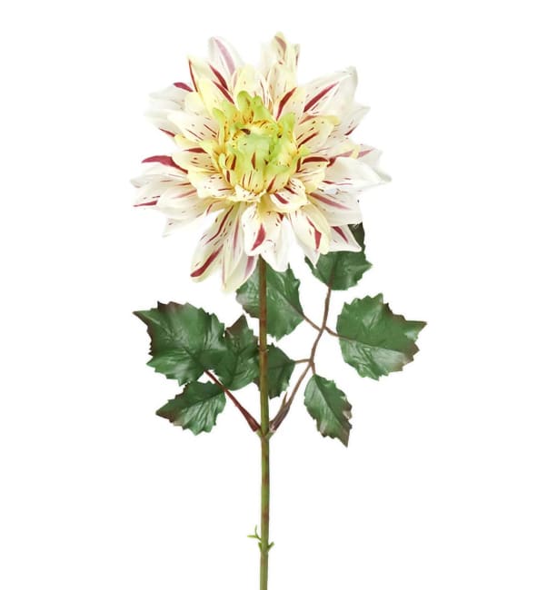 Dahlia