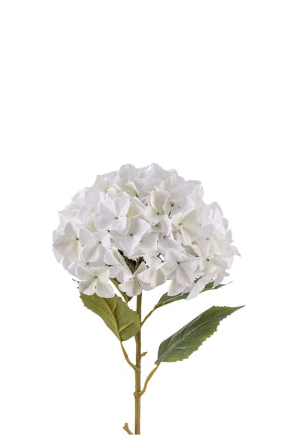 Hortensia