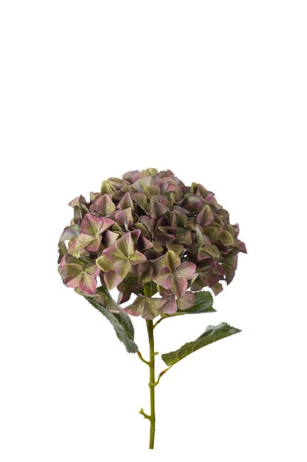 Hortensia
