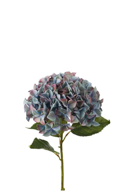 Hortensia